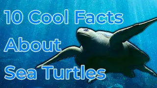 10 Cool Facts About Sea Turtles #seaturtles #seaturtle