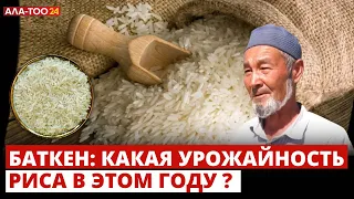 Какая урожайность риса в этом году?