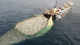 WoW !! Fishing Boat Catch a Lot of Fish - Big Catch !