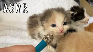 Tiny Mic ASMR with Kittens (FULL VIDEO)