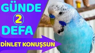 Muhabbet Kuşu Konuşturma Dinlet  Konuşsun Konuşan Muhabbet Kuşu