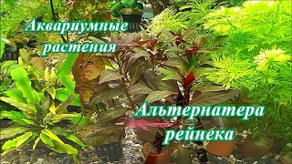 #Аквариумные_растения Альтернатера рейнека