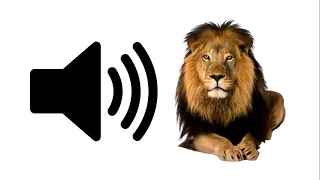 Lion - Sound Effect | ProSounds