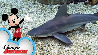 Shark Shapes 🦈| Disney Animals | Mickey Mouse Funhouse |  @disneyjunior​