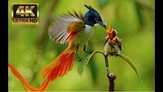 Amazing Largest Birds of The World - Birds of Rainforest -Birds_Animals & Beyond