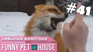 СМЕШНЫЕ ЖИВОТНЫЕ И ПИТОМЦЫ #41 МАРТ 2019 [Funny Pet House] Смешные животные