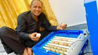 Incubator For Egg Hatching 🐣 🐣 🐣