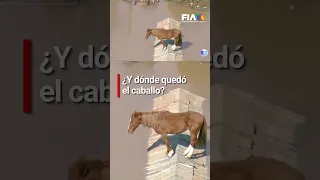 Caballo se refugia en un tejado tras inundaciones en Brasil