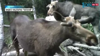 Лоси, рысь и волк попали в фотоловушку «Таганая»