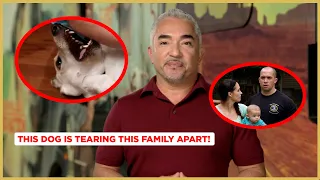 This Dog is Tearing this Family Apart! (Cesar's Dog Nation!)