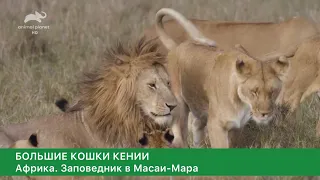 Большие кошки Кении. Львы, гепарды и леопарды