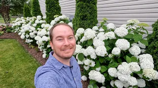 Proven Winners & Endless Summer Hydrangea Garden Tour in June | The Southerner's Northern Garden