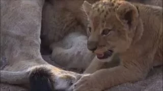 Safari Live : The Nkuhuma Lioness with her 3 young Cubs Aug 14, 2016