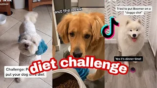 pretend to put your dog on a diet challenge(funny reactions)