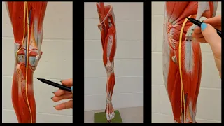 Nerves of the Lower Limb - What is the largest nerve in your body?