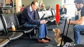 В аэропорту собака вырвалась из рук хозяйки и бросилась к незнакомцу, только посмотрите зачем