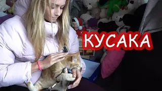 VLOG Катя с Аскольдом в Киеве, а Алиса с Батоном у нас