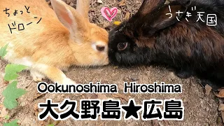 【広島 大久野島】ピョンピョン大集合！野生のうさぎ天国♥ちょっとドローン