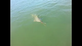 3 HUGE Sawfish Islamorada Florida
