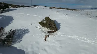 Dead mature bull elk off Highway 40 in Colorado