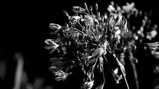 Немое чёрно-белое видео про цветы