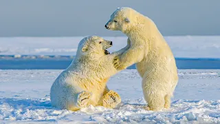 How a Polar Bear Learns About The Dangers of the Arctic | Our World