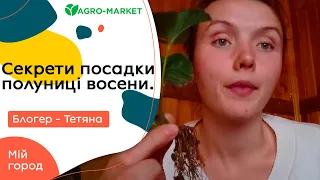 Секрети осінньої посадки полуниці |  Мій город з Тетяною | AGROMARKET