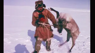 primitive life of chukchi nomads in Arctic. toughest people on the planet