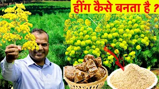 हींग कैसे बनता है Asafoetida Heeng || How it made Hing