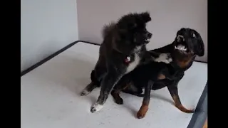 Another Rottweiler Akita Play Fight