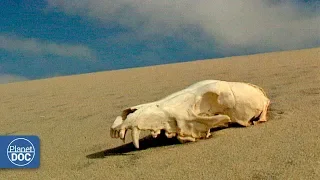 Inhabitants of the Namib. The Oldest Desert in the World - Part 2