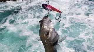 Pêche du bar aux leurres de la côte