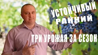 Пино устойчивый (мичуринский)./Pinot stable (Michurinskiy).