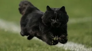 Офигенный черный котик выбежал на футбольное поле во время матча по регби