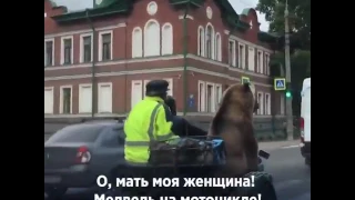 Медведь едет по улицам Архангельска