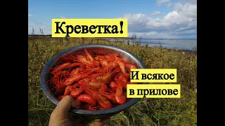 Креветка! И всякое в прилове / Saltwater shrimps at Sakhalin Island