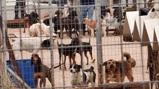 Ναύπλιο-΄Ελεγχος σε οικία που φιλοξενούνται πάνω από 100 σκύλοι