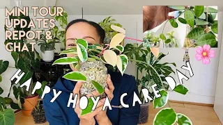 A Day Of Hoya Care  - Mini Hoya Plant Tour Repot & Chat