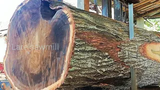 Sawing giant acacia wood that is old and full of beauty