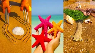 Fishing Videos - Catching Seafood Include Fish, Crab, Octopus #119 - Tik Tok