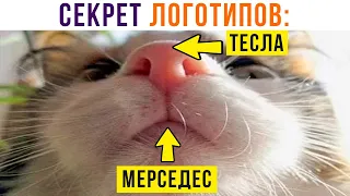 ТАК ВОТ ОНО ЧТО!))) Приколы с котами | Мемозг 887