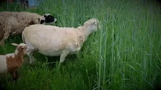 Jungle Paddock:  Sheep on Rye and Vetch