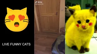 2 hours of Funny Cats TikTok Live Stream TV