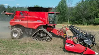 Wheat Harvest with Case IH 8250 Combine on Tracks