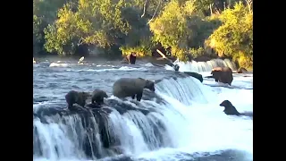 Grazer and cubs fishing the lip. Explore.org 12 August 2020