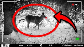 18 Times Rudolph the Red nosed Reindeer was caught on camera