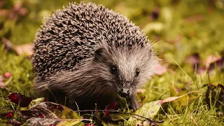 Hedgehog sound effect (HQ), the animal sounds, noise of hedgehog, free download, natural sound.