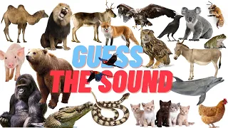 Guess the Sound | 30 Animal Sounds Quiz | Wildlife Trivia