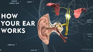 How Human Ear Works - Journey of Sound to the Brain - How earbuds damage our ears