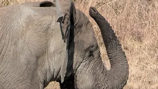 The Gentle Slumber of African Elephants: A Daytime Sleep Ritual